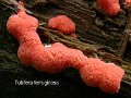 Tubifera ferruginosa-amf1912-2